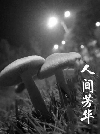 人间芳华诗句合集