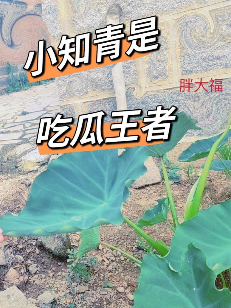 小知青是什么